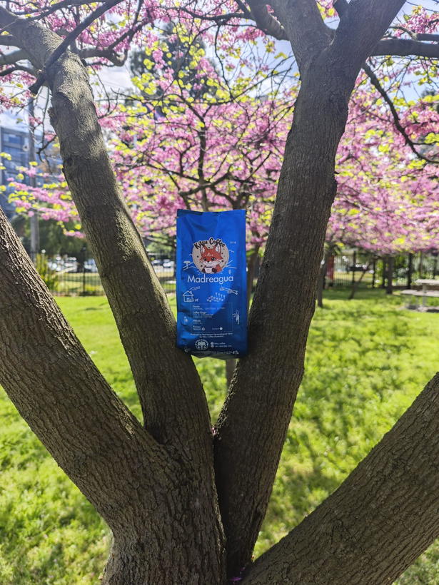 A bag of Kitsu Coffee resting in a blossoming tree