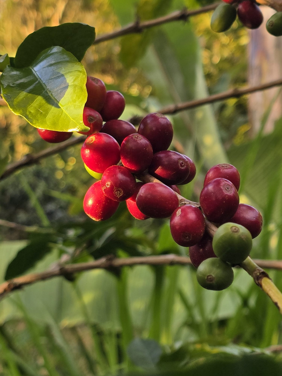 Ripe red coffee cherries on the branch