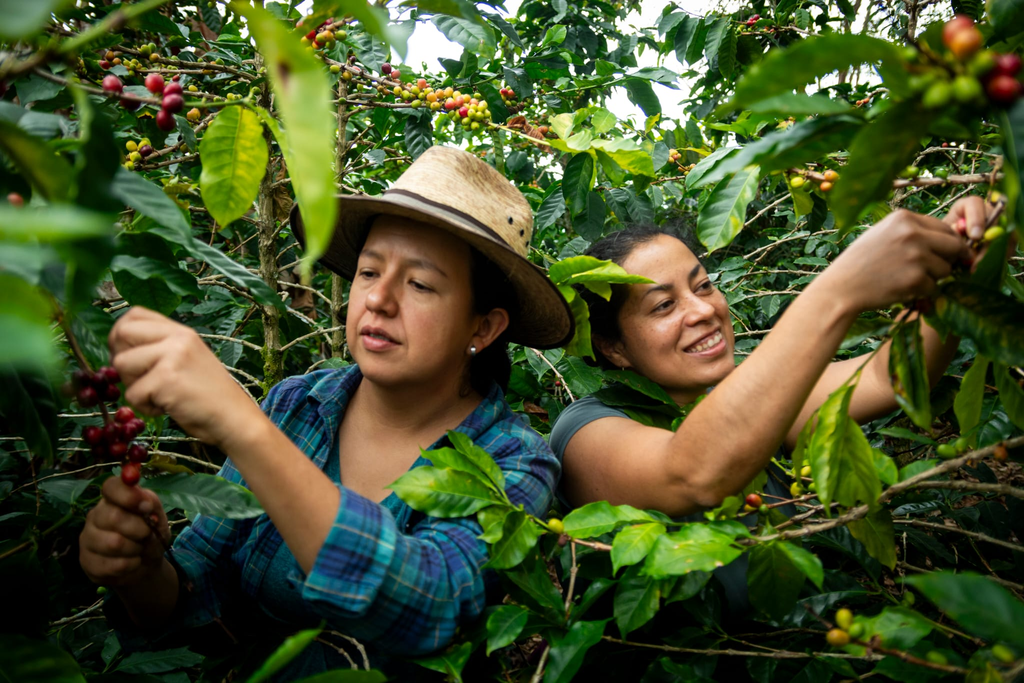 Two women hand-picking ripe coffee cherries on the farm