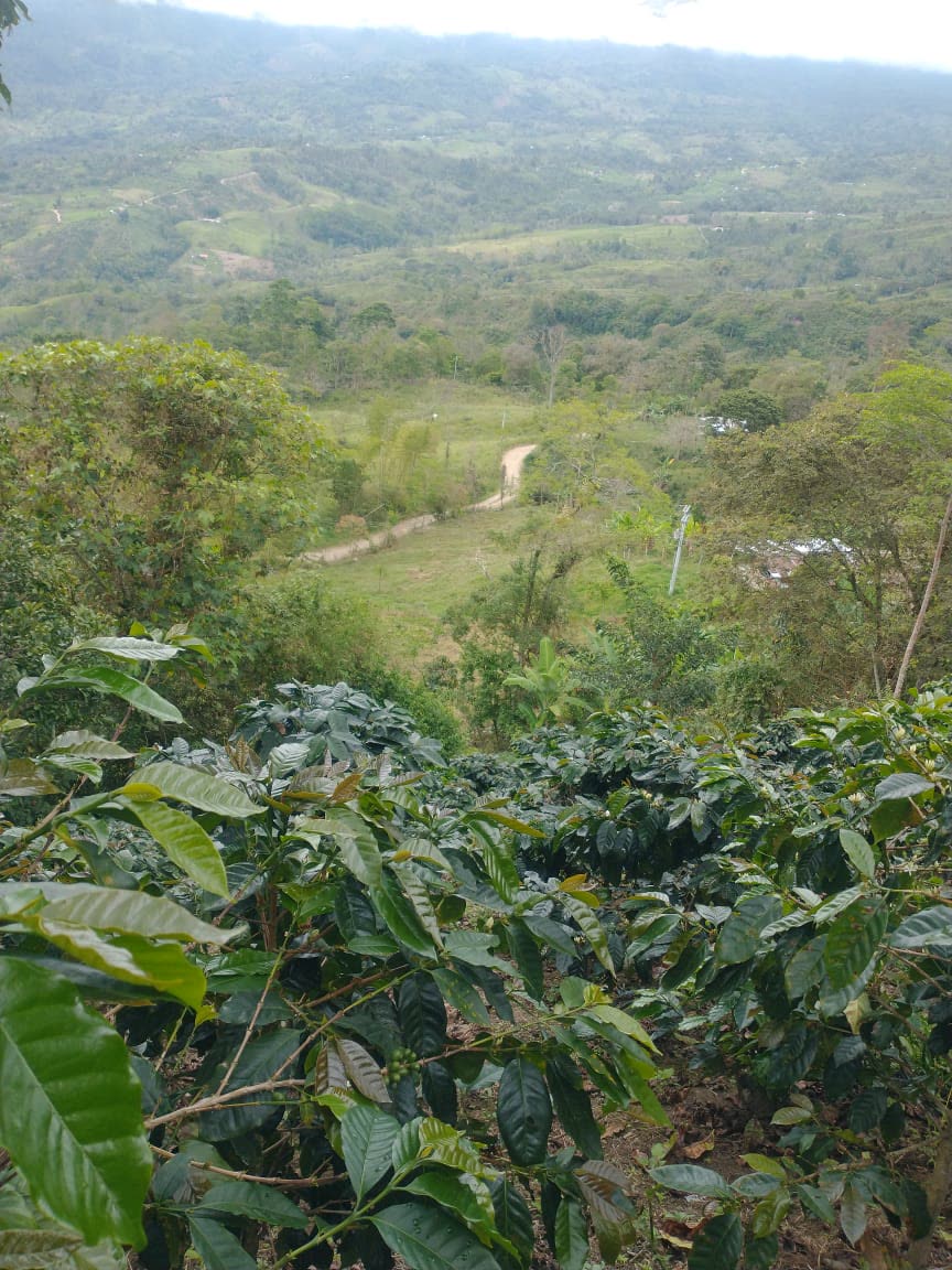 Coffee plants on a hillside farm, looking out over the valley below