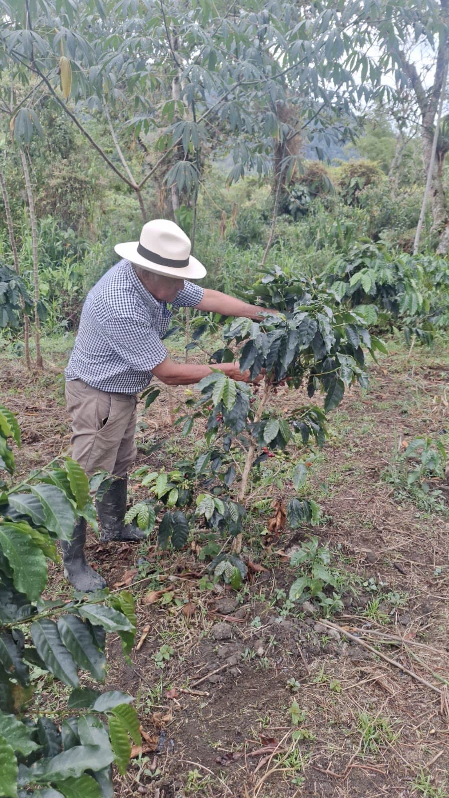 Jesús Moreno, Nicolás's grandfather, tending coffee plants on his farm in Tolima